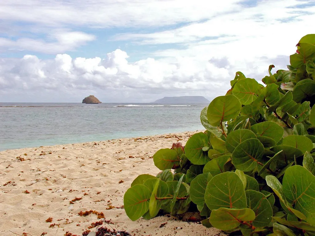 Plage de l'Anse a la Gourde a Saint-Francois en Guadeloupe : sable blanc, lagon turquoise, raisinier bord de mer et ilet rocheux au large