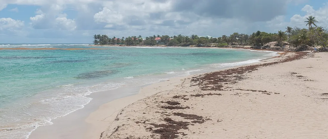 Plage des Raisins Clairs a Saint-Francois en Guadeloupe : longue greve de sable clair, eau turquoise et cocotiers sous un ciel ensoleille