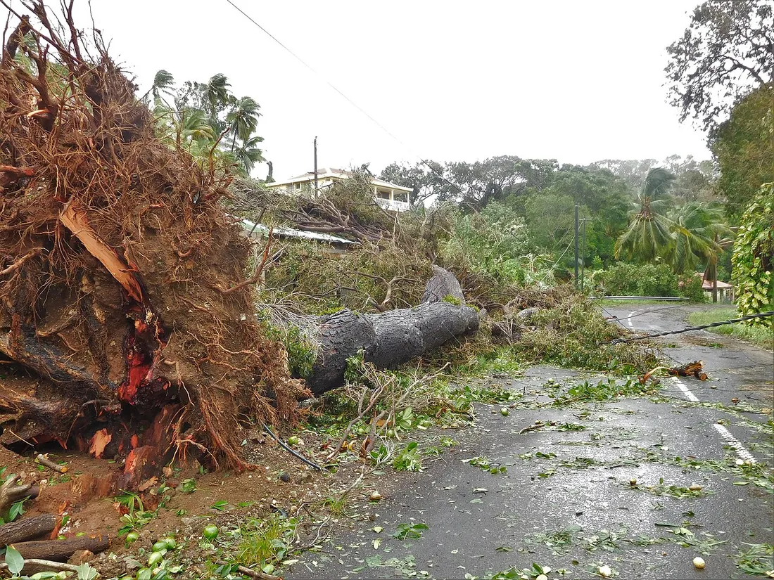 Degats apres le passage du cyclone : arbre deracine et debris en travers d'une route, illustrant les risques en zone cyclonique aux Antilles