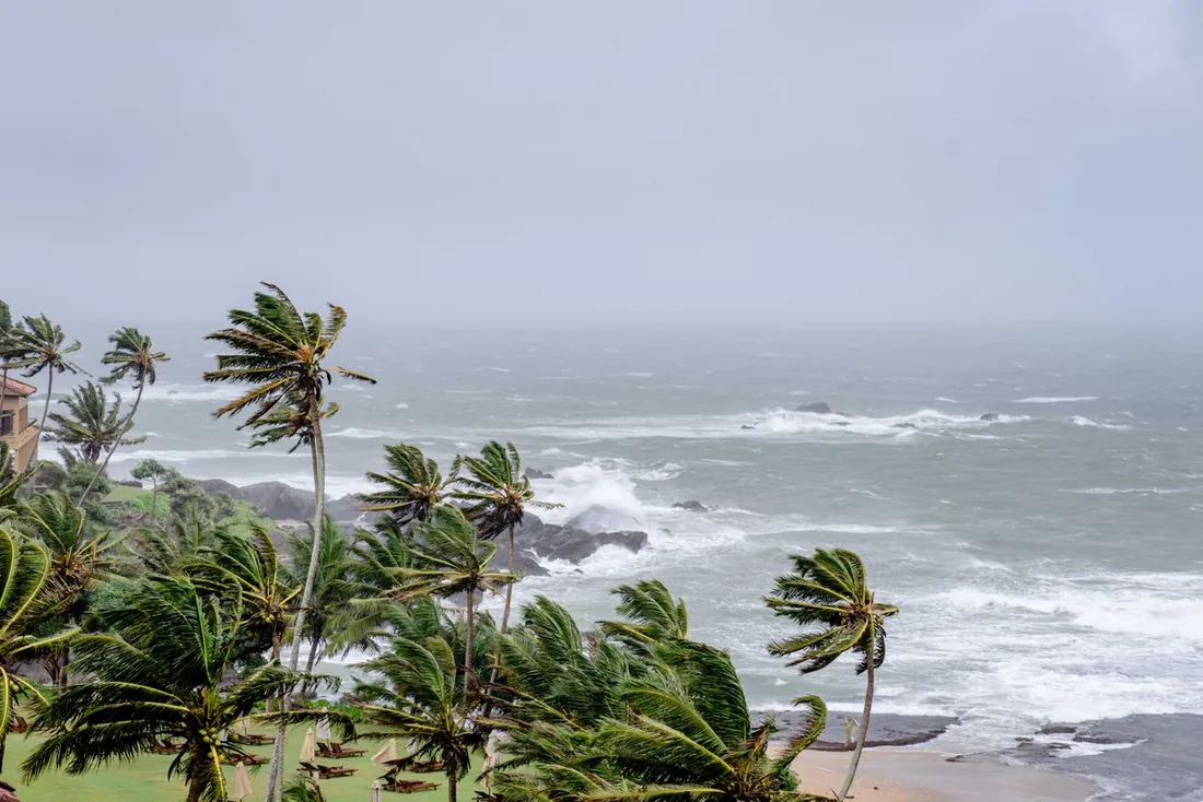 Cocotiers couches par le vent au-dessus d'une cote tropicale battue par une mer dechainee sous un ciel gris d'orage, illustrant le risque cyclonique