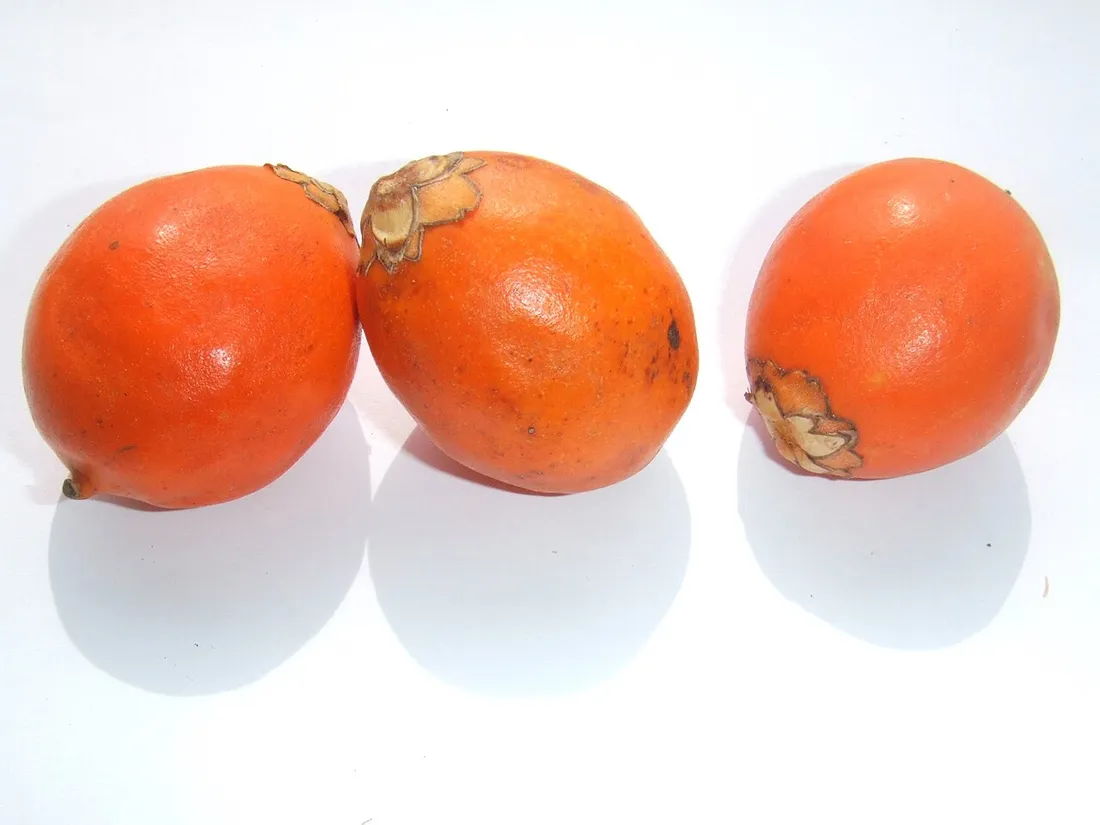Fruits orange de l'awara (Astrocaryum vulgare), dont la pulpe sert de base au bouillon d'awara