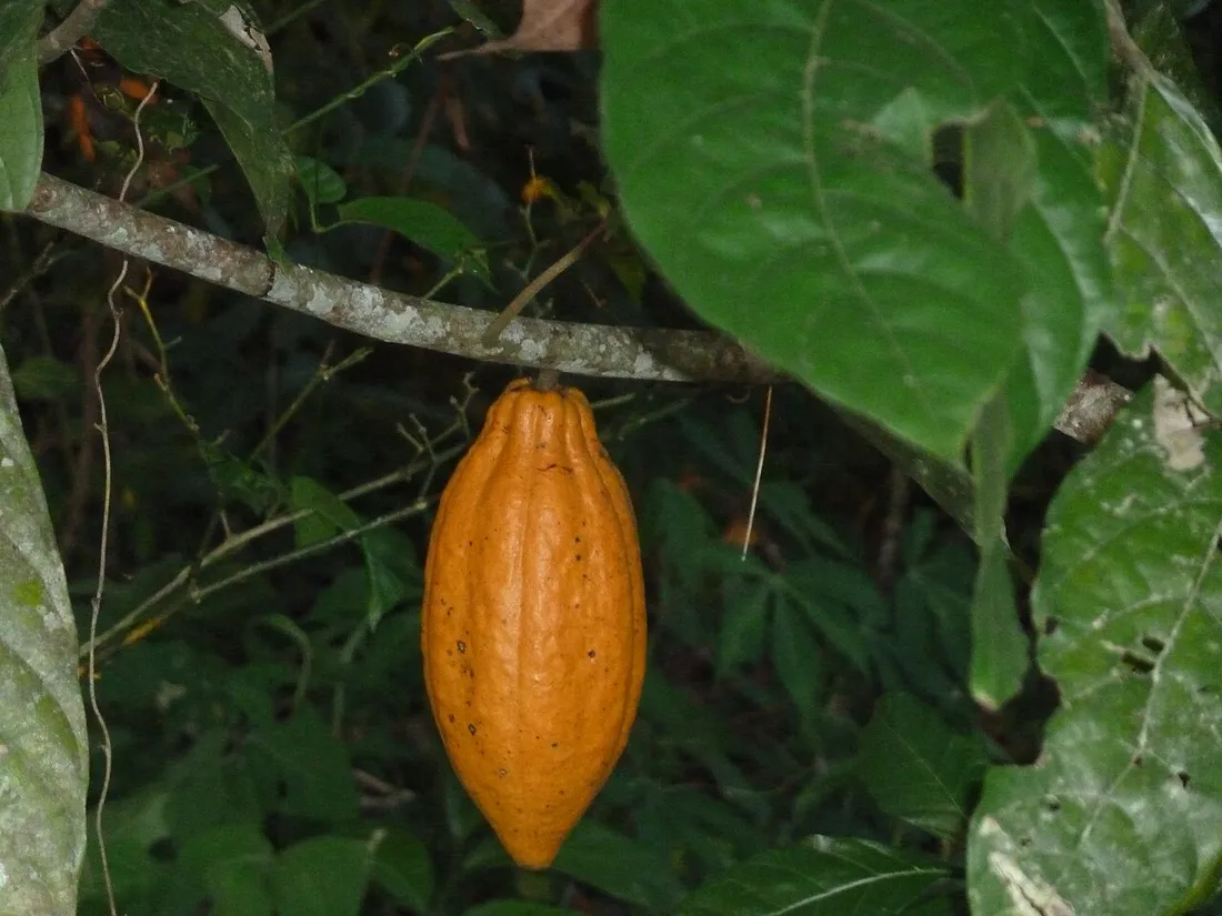 Cabosse de cacao mûre orange suspendue à la branche d'un cacaoyer parmi le feuillage tropical