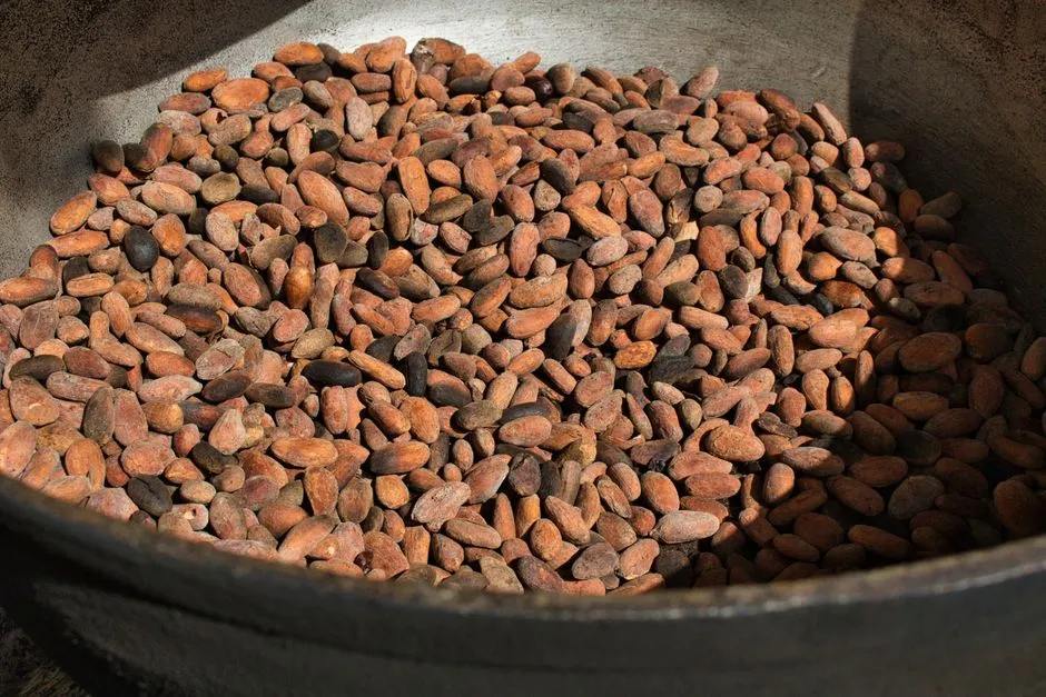 Fèves de cacao séchées rassemblées dans une grande bassine artisanale