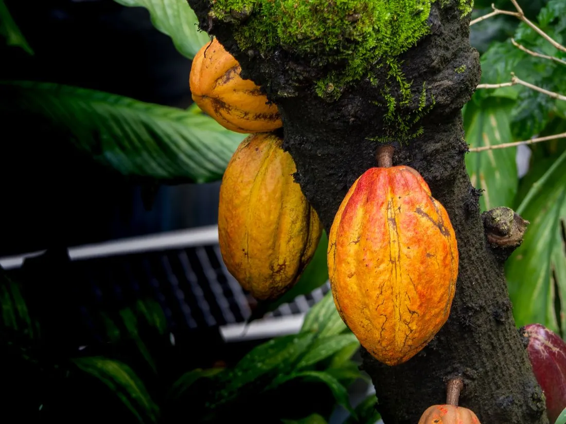 Cabosses de cacao mûres, orange et jaunes, accrochées au tronc d'un cacaoyer dans une plantation tropicale luxuriante