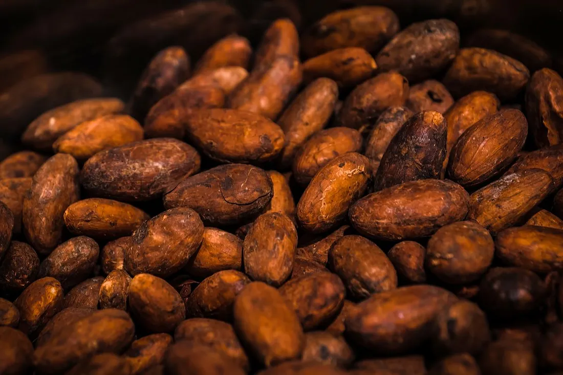 Gros plan de fèves de cacao torréfiées brun-roux, matière première de la fabrication du chocolat