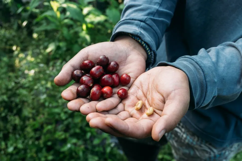 Mains d'un producteur présentant des cerises de café fraîchement cueillies et des grains, sur une exploitation