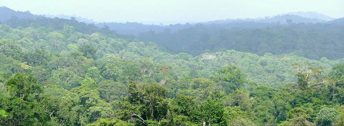 Canopée de la forêt tropicale humide de Guyane s'étendant jusqu'à l'horizon, paysage typique des sentiers nature autour de Cayenne