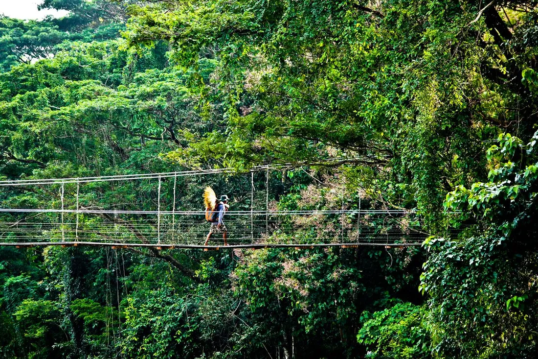 Randonneur traversant un pont suspendu au-dessus de la canopée de la forêt tropicale