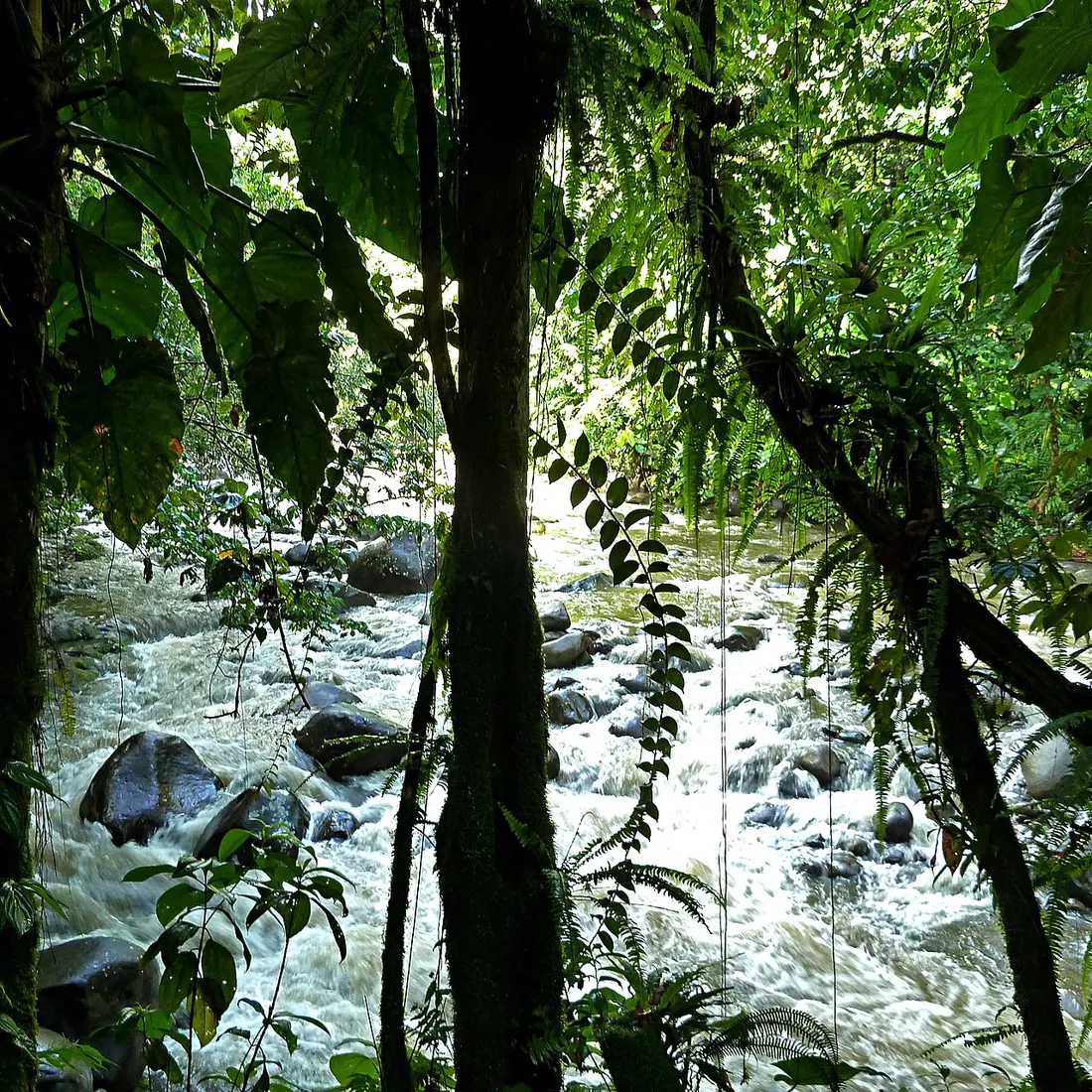 Rivière au courant vif coulant entre les rochers de la Cascade aux Écrevisses en pleine forêt tropicale de Basse-Terre, Guadeloupe