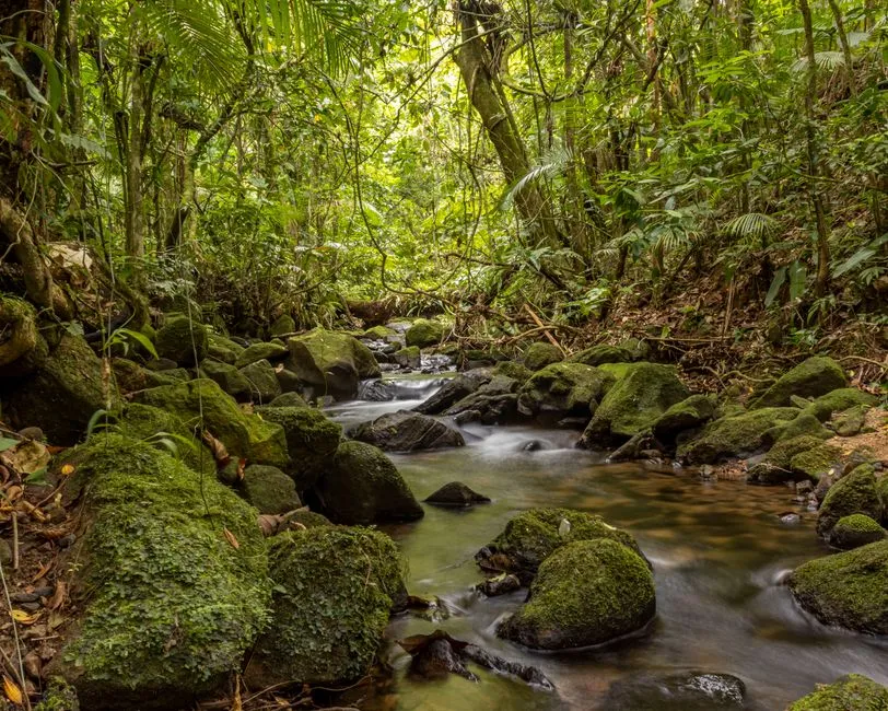 Rivière coulant sur des rochers couverts de mousse dans la forêt tropicale humide, ambiance du sentier menant à la cascade