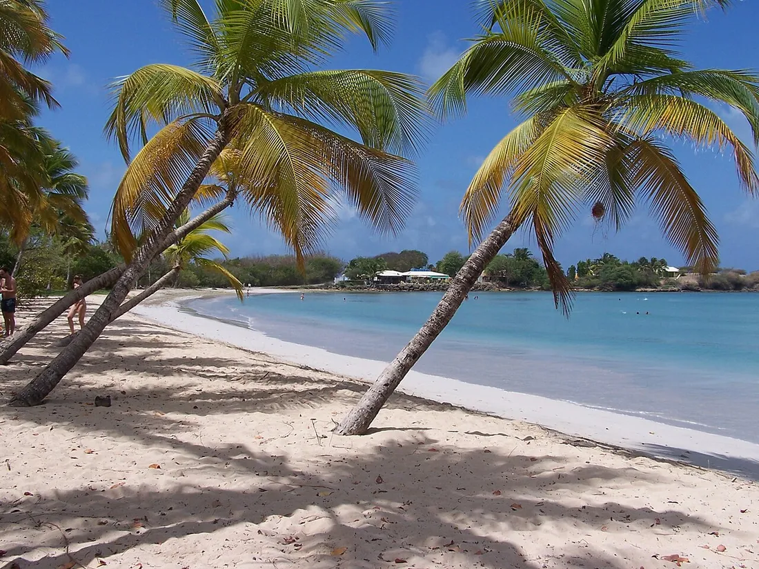Plage de la Grande Anse des Salines a Sainte-Anne en Martinique, eau turquoise et cocotiers, baignade en bord de mer