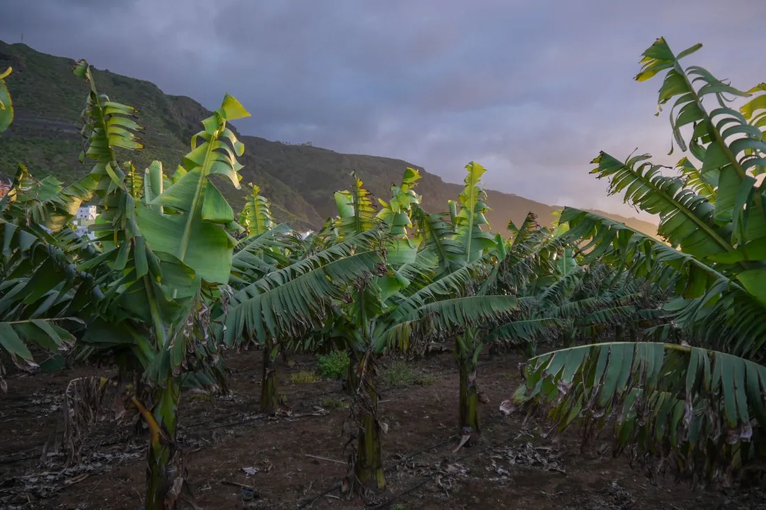 Plantation de bananiers en rangs au pied d'un relief volcanique, culture emblematique liee a la contamination des sols par le chlordecone aux Antilles
