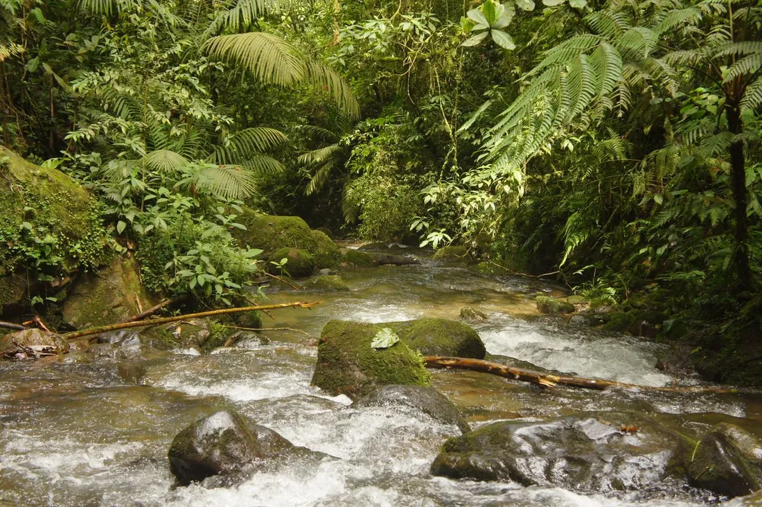 Rivière au courant vif dévalant sur des rochers couverts de mousse en pleine forêt tropicale, ambiance des criques sauvages de l'Ouest guyanais