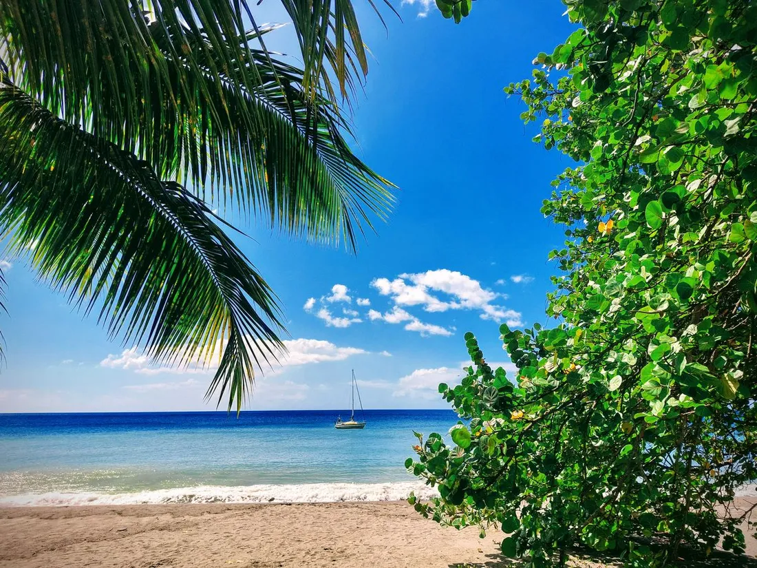 Plage de Le Carbet en Martinique avec sable, cocotier et voilier au large sous un ciel bleu