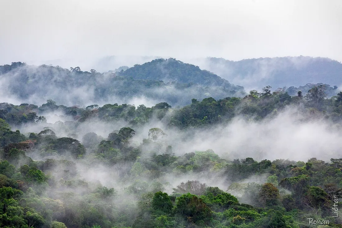 Canopée de la forêt tropicale guyanaise enveloppée de brume matinale illustrant la forte humidité et la chaleur équatoriale