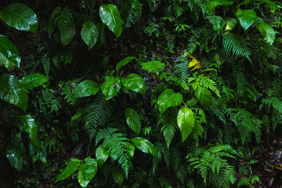 Feuillage tropical luisant de pluie en sous-bois, illustrant les fortes précipitations du climat guyanais