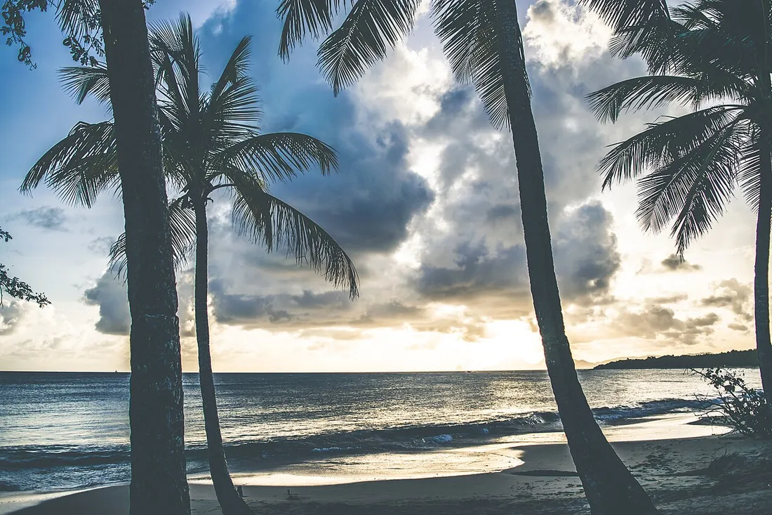Coucher de soleil derrière les cocotiers sur la plage des Salines en Martinique