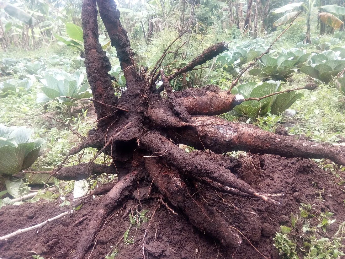 Pied de manioc fraîchement arraché montrant ses racines tubéreuses couvertes de terre, base de la cuisine guyanaise