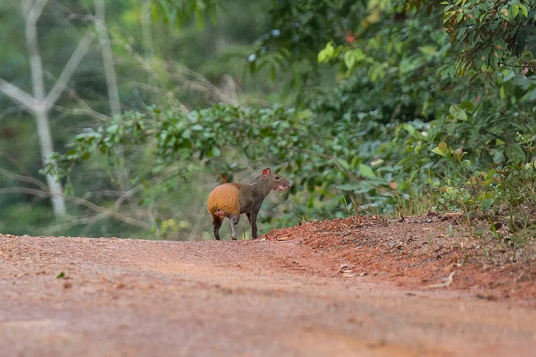 Agouti (Dasyprocta leporina) au pelage roux sur une piste de latérite en lisière de forêt guyanaise, l'un des gibiers de la cuisine de brousse