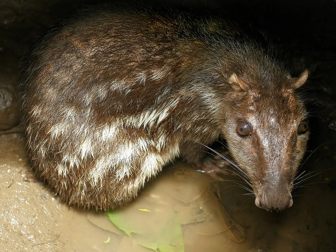 Paca (Cuniculus paca), le pak guyanais, rongeur brun aux rangées de taches blanches, dans son terrier en forêt amazonienne