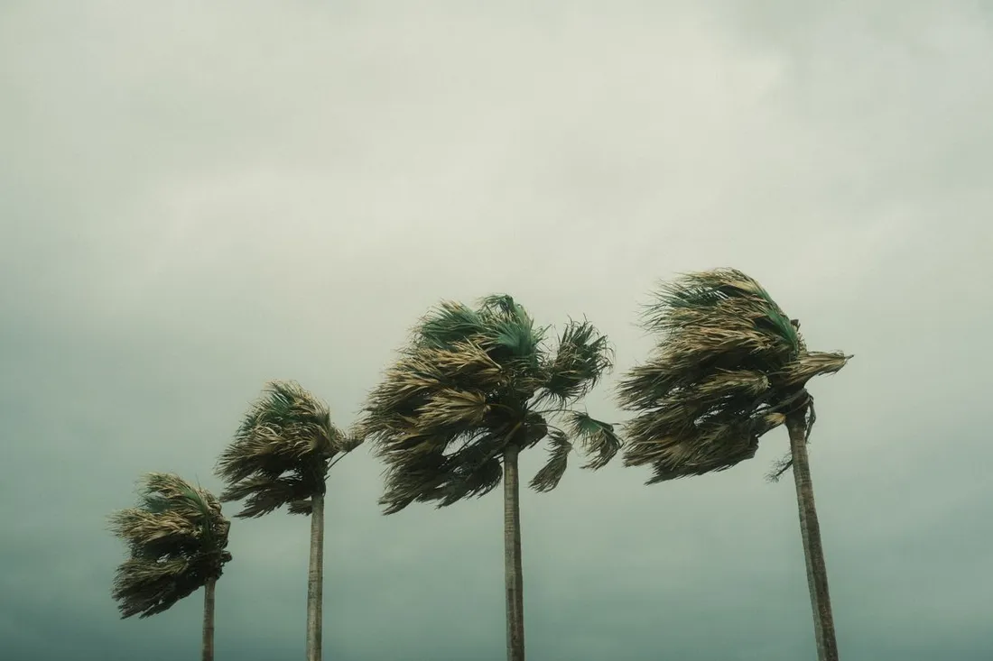 Palmiers courbes par des vents violents sous un ciel gris et menacant pendant une tempete tropicale