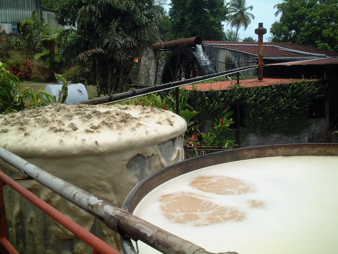 Cuves de fermentation du jus de canne couvertes de mousse dans une distillerie de rhum agricole de Guadeloupe