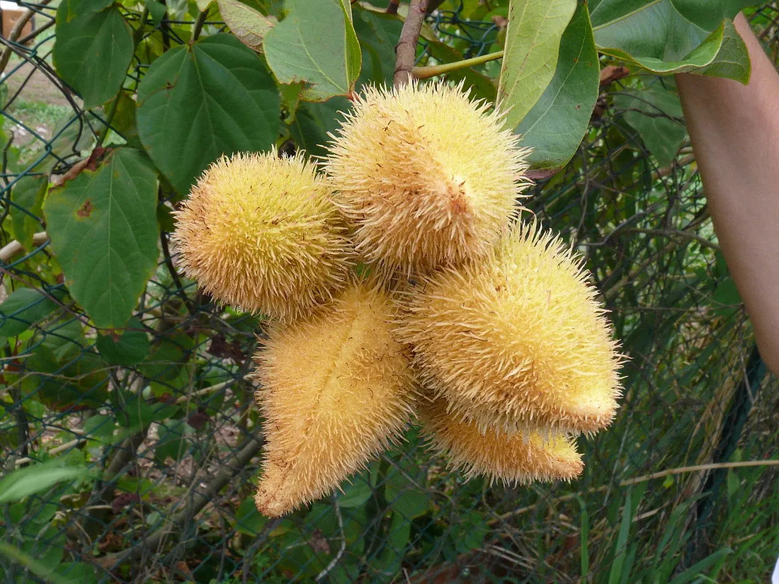 Grappe de fruits de roucou (Bixa orellana) aux capsules orange duveteuses encore accrochées au roucouyer, source du colorant rouge des cuisines créoles
