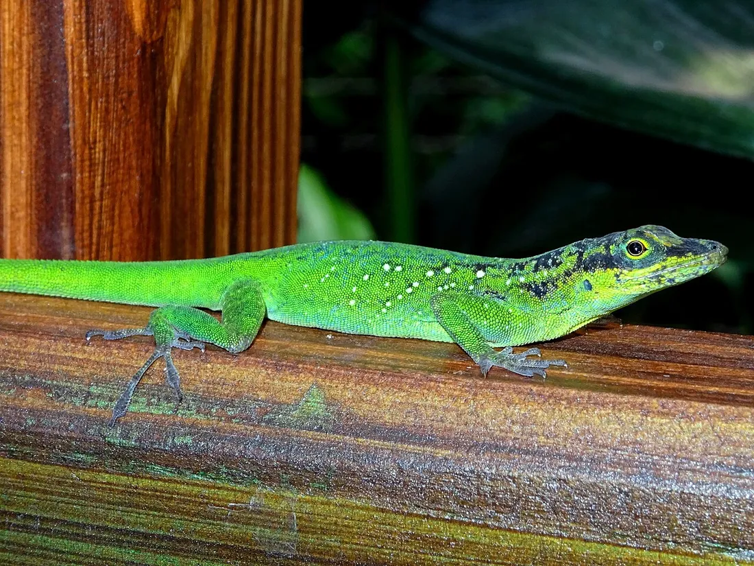 Anolis roquet, l'anole vert endemique de la Martinique, posant sur une poutre en bois