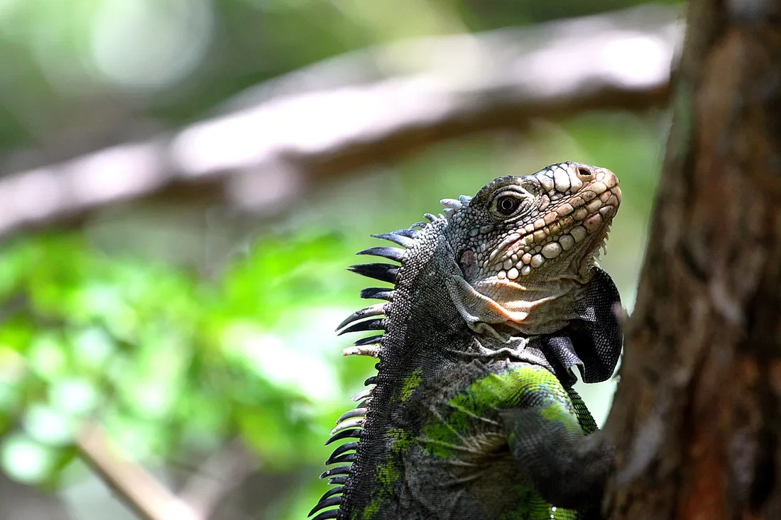Iguane des Petites Antilles (Iguana delicatissima) en gros plan, espece endemique observable en Martinique