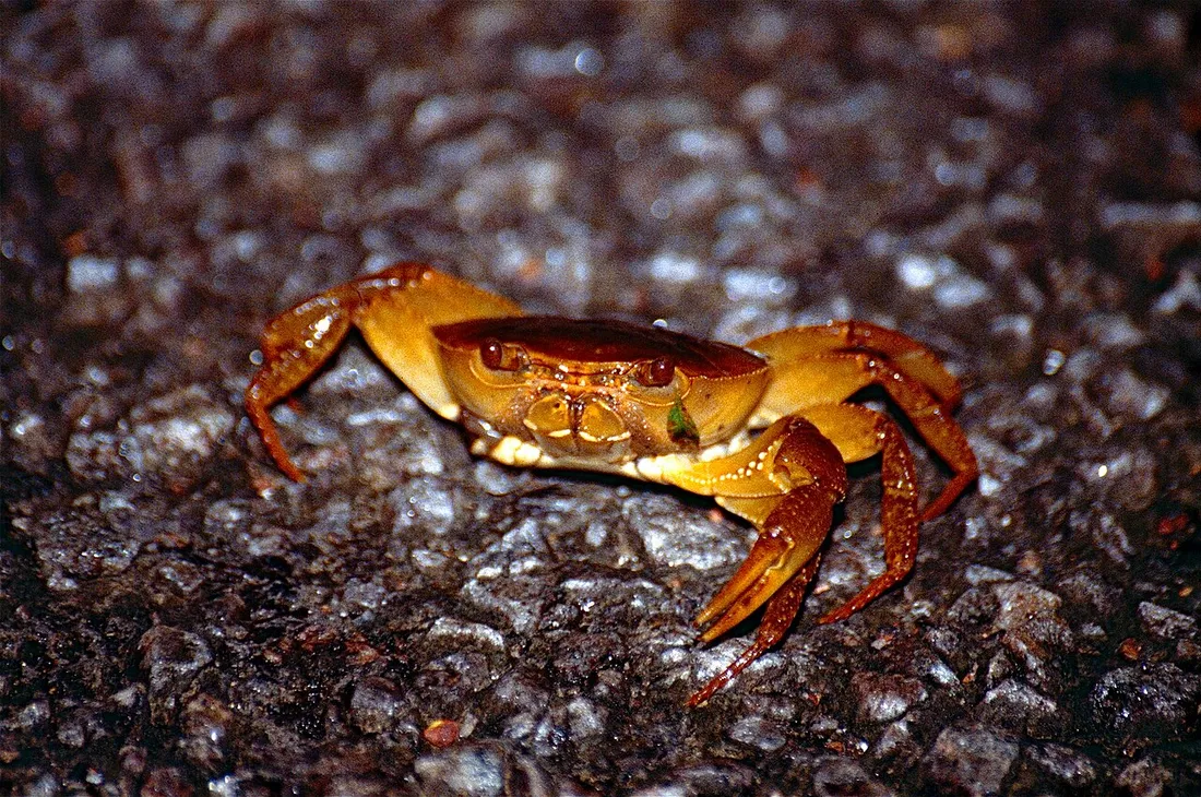 Crabe de terre sur le sable parmi la végétation côtière de Guyane, espèce célébrée lors de la Fête du Crabe