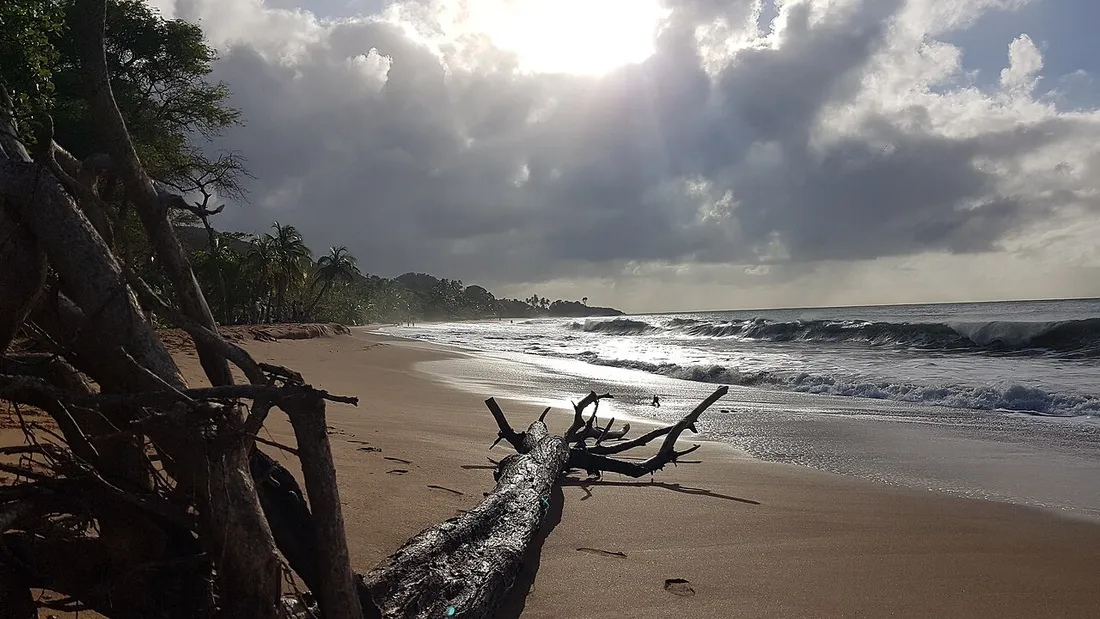 Plage de Grande-Anse a Deshaies en Guadeloupe : sable, vagues et houle en bord de mer avec un tronc echoue et des cocotiers en arriere-plan