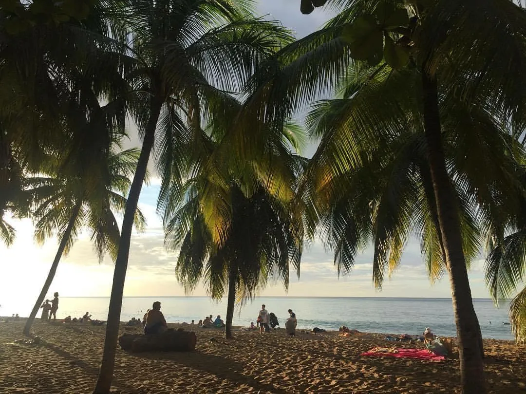 Cocotiers offrant de l'ombre sur la plage de Grande-Anse a Deshaies, avec des baigneurs installes sur le sable au coucher du soleil