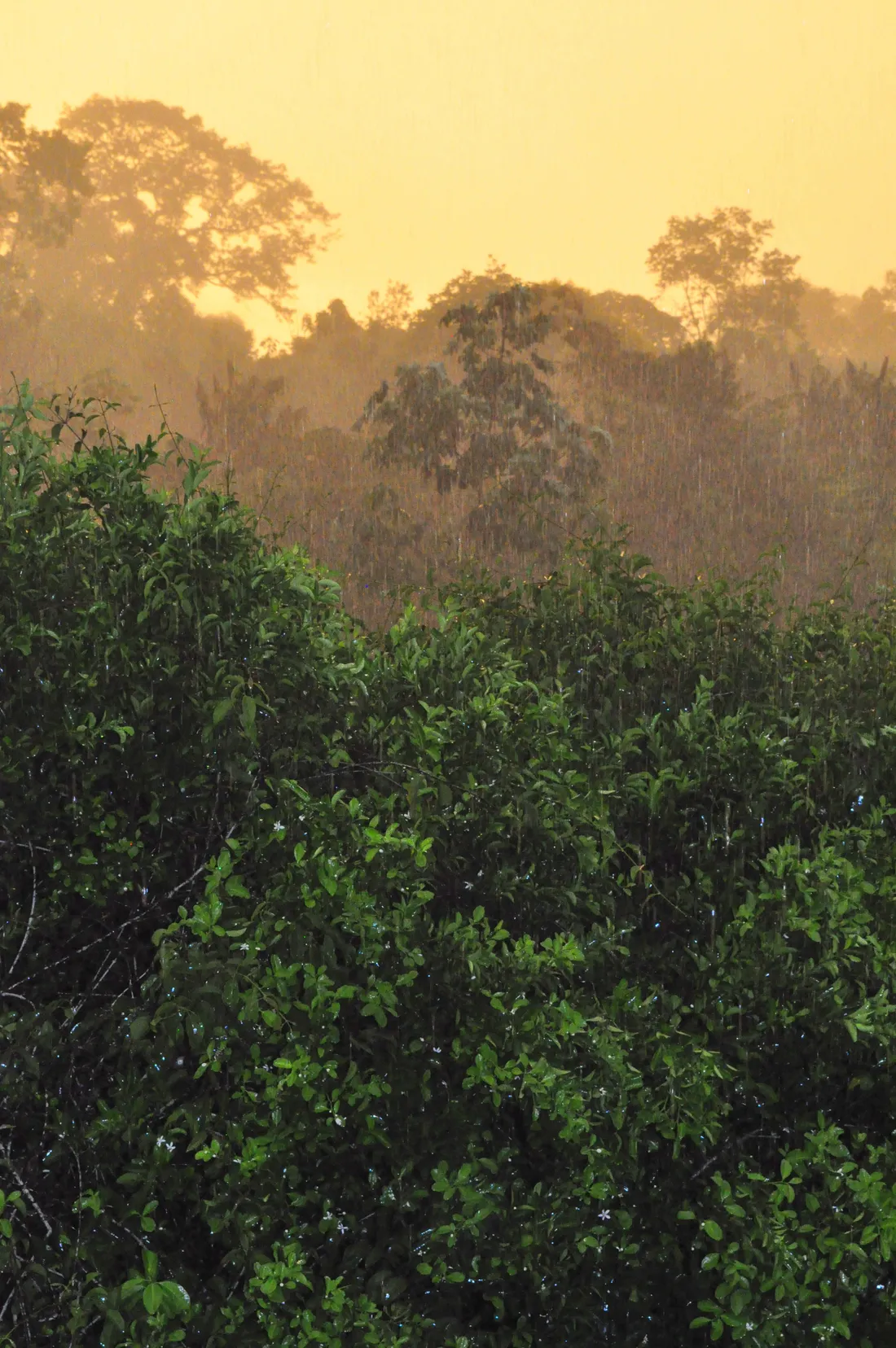 Foret amazonienne de Guyane au lever du jour le long du fleuve Maroni, dans le Parc amazonien de Guyane