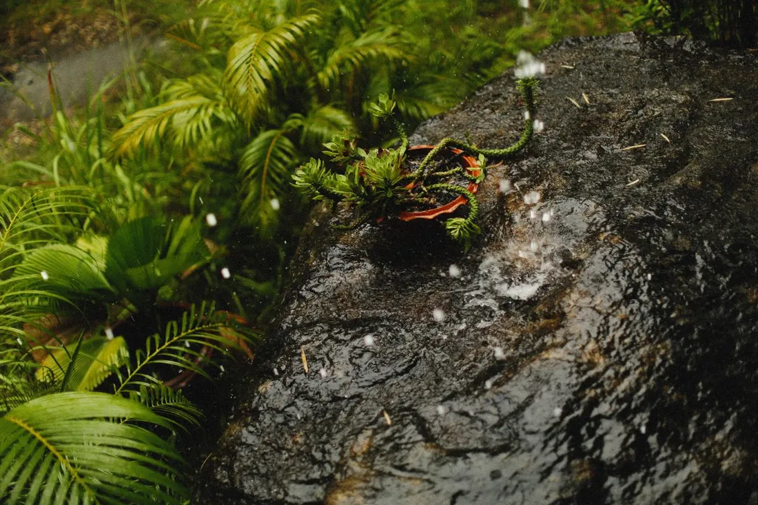 Pluie tropicale tombant sur des fougères et une roche humide en pleine forêt, illustrant la saison des pluies en Guyane
