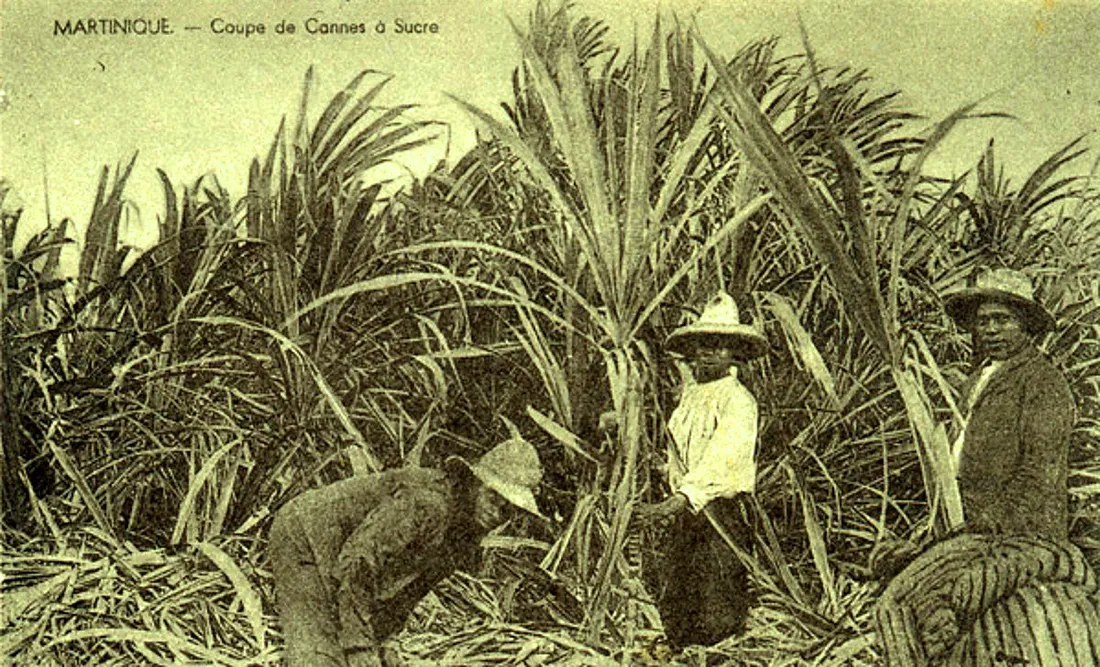 Photographie ancienne de la coupe de la canne à sucre dans une plantation de Martinique au début du XXe siècle