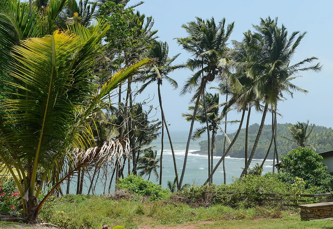 Cocotiers en bord de mer sur l'île Royale, avec l'île du Diable et le littoral des îles du Salut en arrière-plan