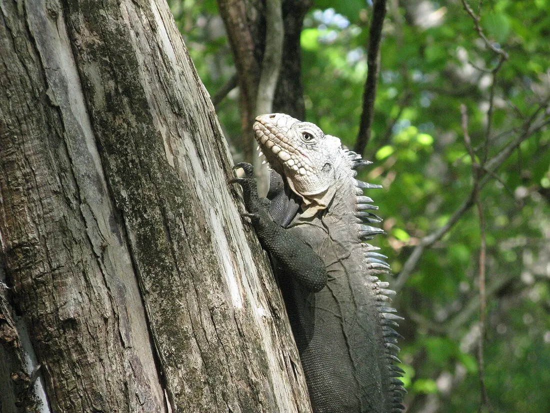 Iguane des Petites Antilles (Iguana delicatissima) agrippé au tronc d'un arbre sur l'îlet Chancel, au large du Robert en Martinique