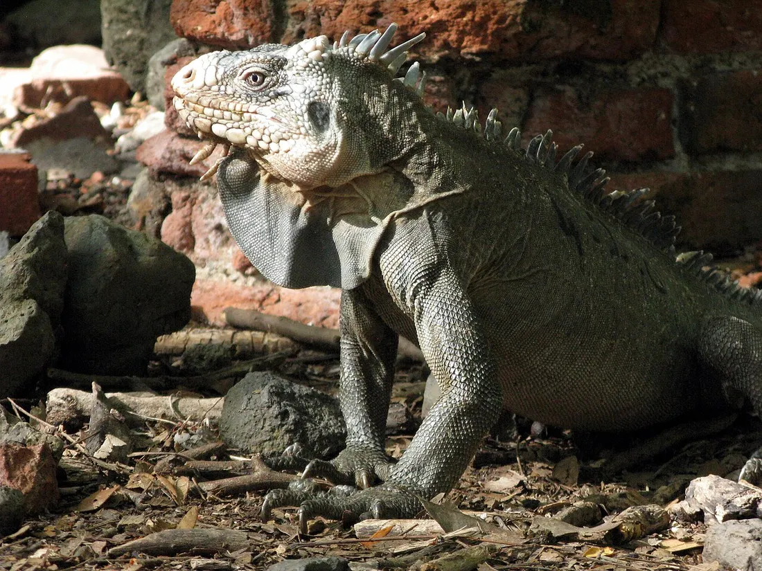 Iguane des Petites Antilles (Iguana delicatissima), l'espèce protégée que l'on observe sur l'Îlet Chancel au Robert, devant un mur de briques de l'ancienne sucrerie