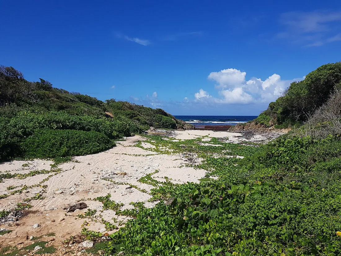 Crique sauvage de l'Anse Patate sur la côte atlantique de la Grande-Terre, près du Moule en Guadeloupe, avec sable clair et végétation littorale