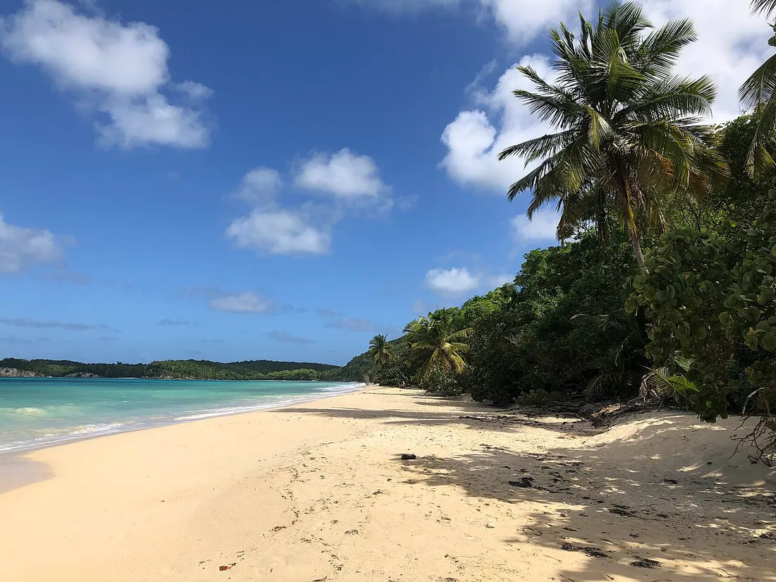 Plage de sable blanc de Folle Anse a Marie-Galante bordee de cocotiers et d'une mer turquoise, ile du Sud de la Guadeloupe