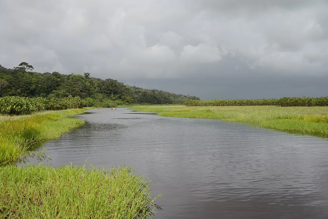 Cours d'eau serpentant a travers les savanes inondees et les herbes du marais de Kaw en Guyane sous un ciel nuageux
