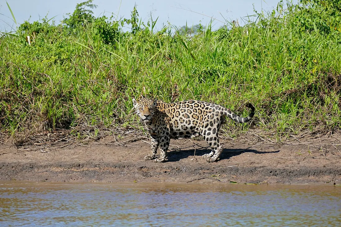 Jaguar sauvage (Panthera onca) marchant sur une berge de riviere amazonienne, observe a distance