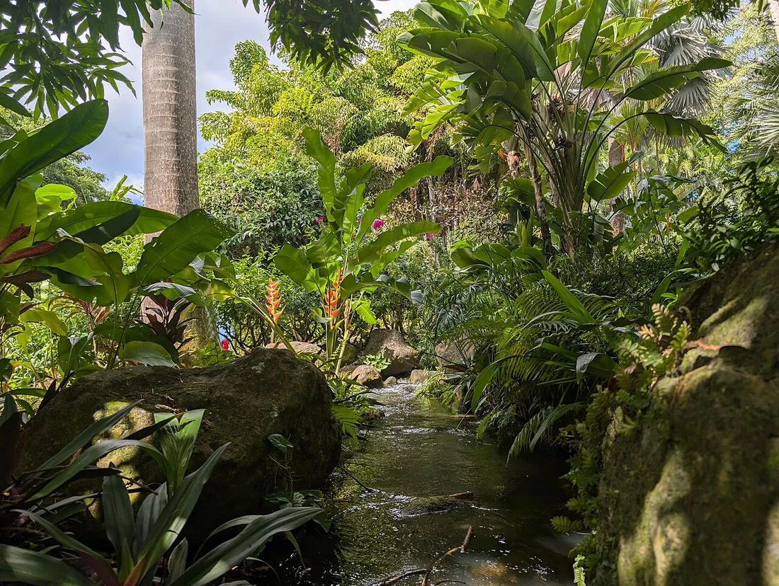 Ruisseau borde de fleurs tropicales, heliconias et palmiers dans les allees du Jardin botanique de Deshaies, Guadeloupe