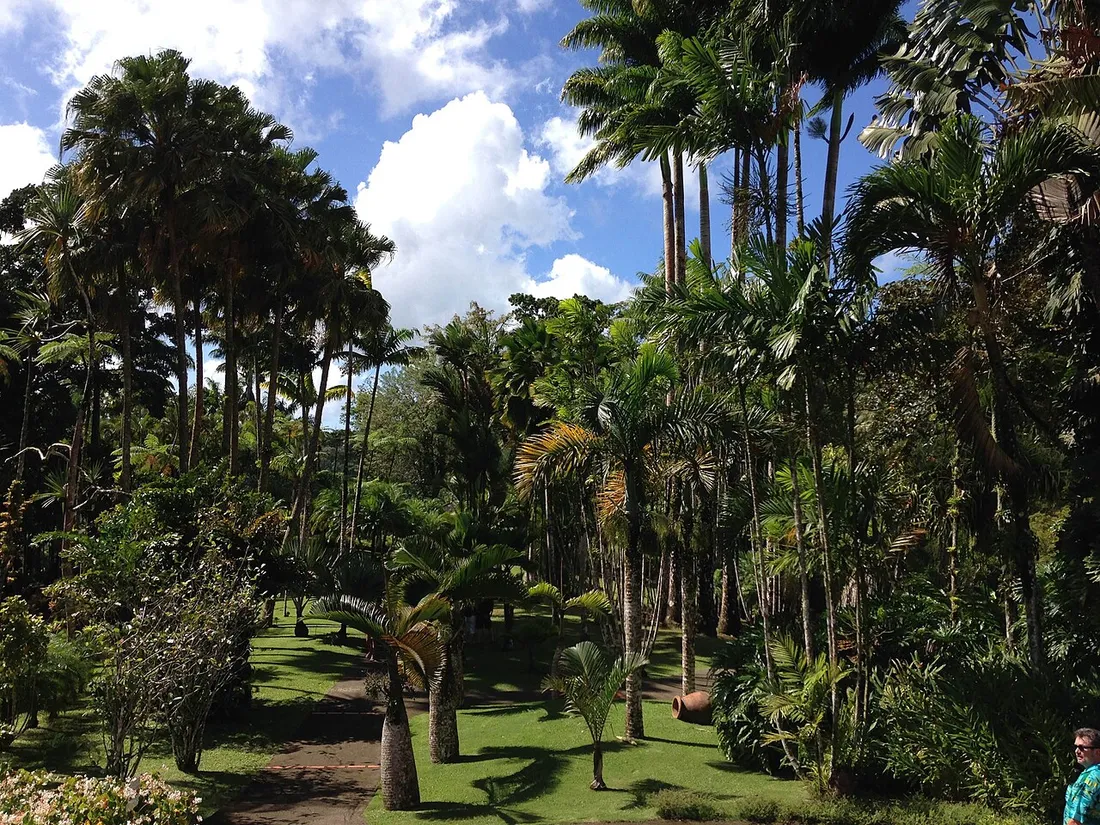 Allées et pelouses du Jardin de Balata bordées de hauts palmiers sous un ciel bleu, en Martinique