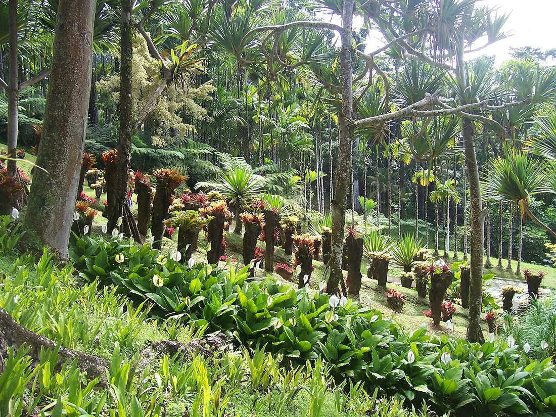 Massifs de bromeliacees, fougeres arborescentes et palmiers dans les jardins luxuriants du Jardin de Balata en Martinique