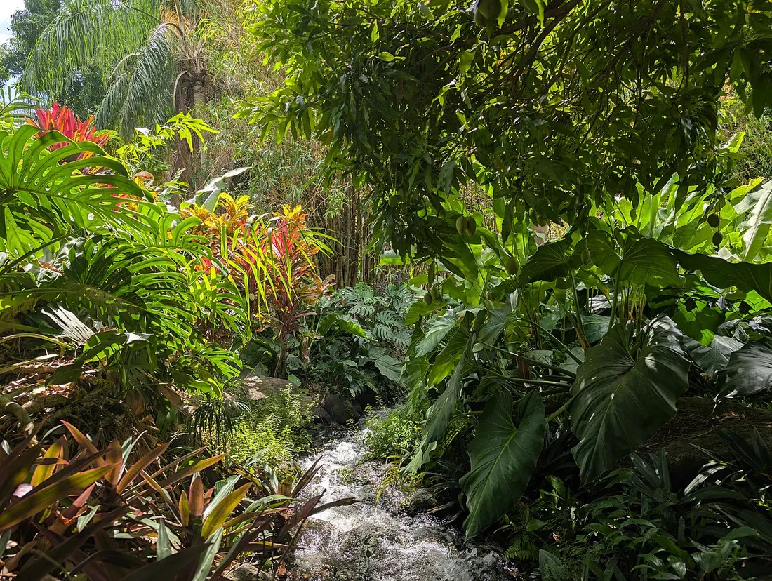 Ruisseau bordee de vegetation luxuriante dans le Jardin de Balata en Martinique