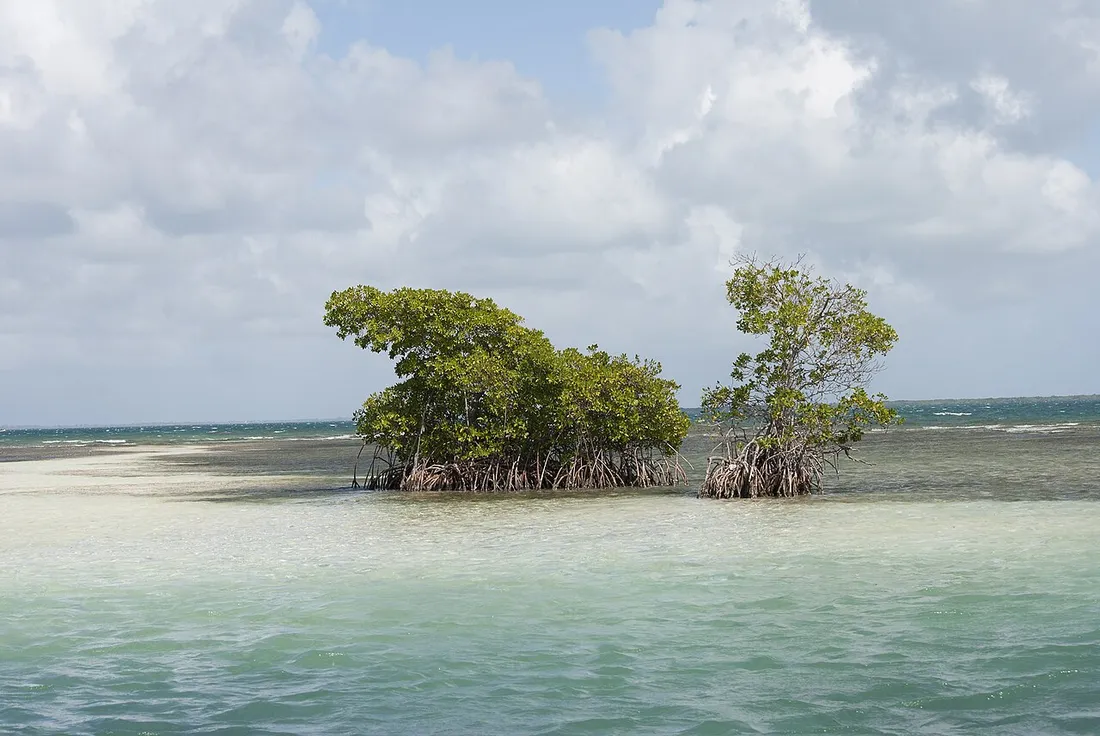 Palétuviers de la mangrove sur les eaux turquoise du Grand Cul-de-Sac Marin en Guadeloupe