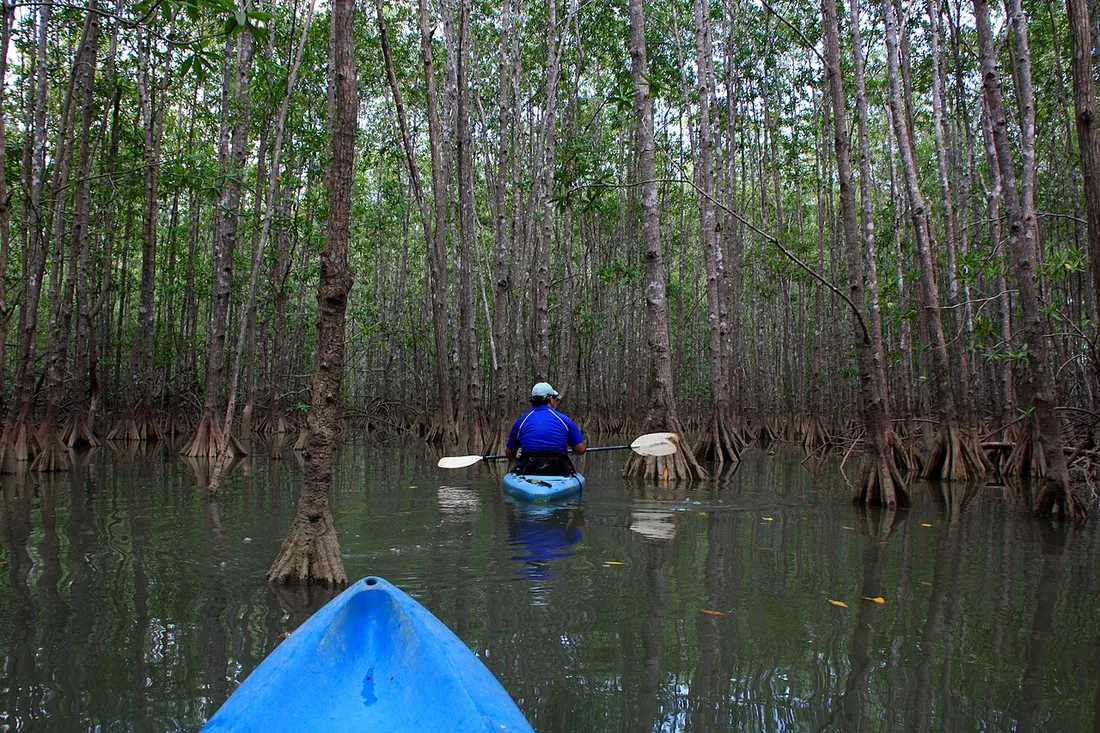 Kayakiste pagayant dans un chenal étroit au cœur de la mangrove entre les palétuviers