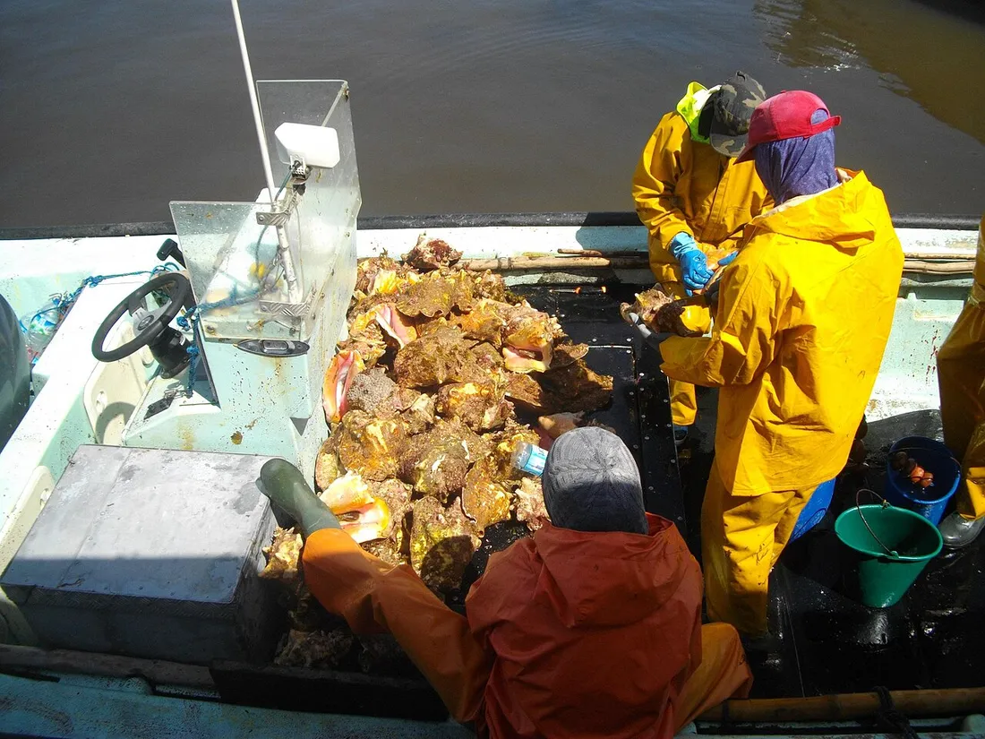 Pêcheurs nettoyant des lambis (Lobatus gigas) fraîchement débarqués à bord d'une barque aux Antilles