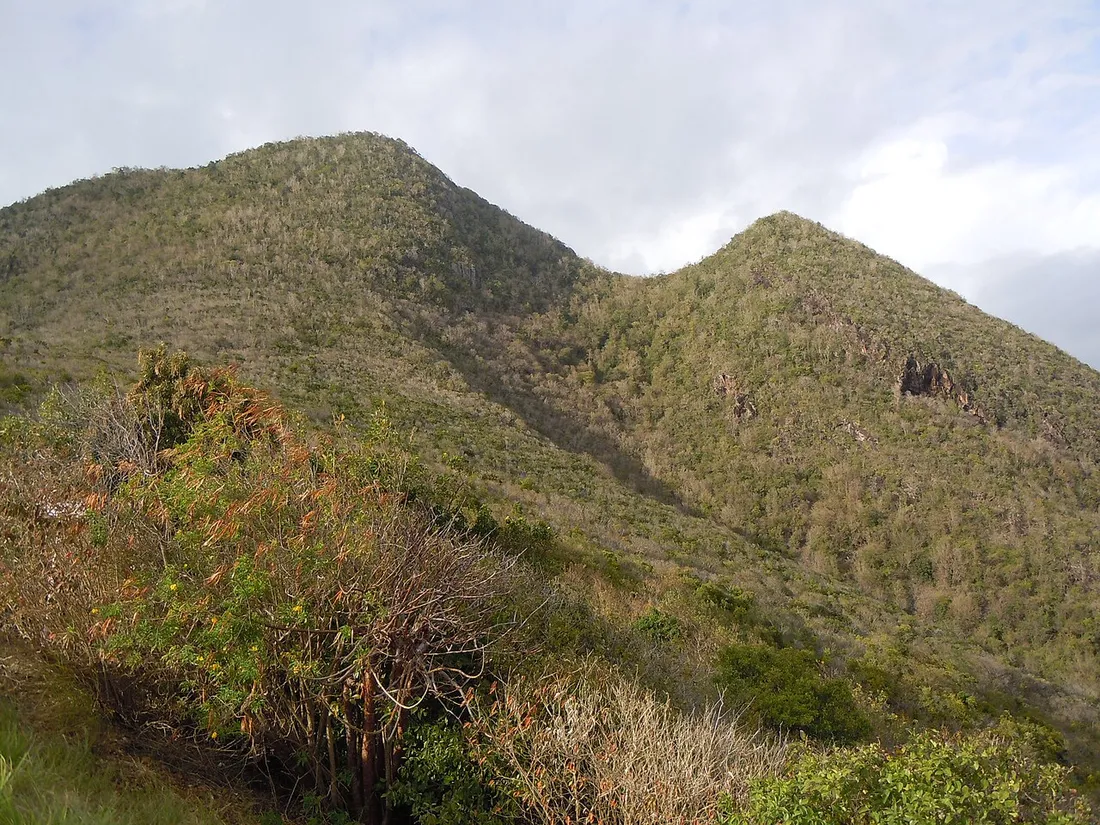 Les pentes verdoyantes du Morne Larcher au Diamant, point culminant boisé surplombant le sud de la Martinique